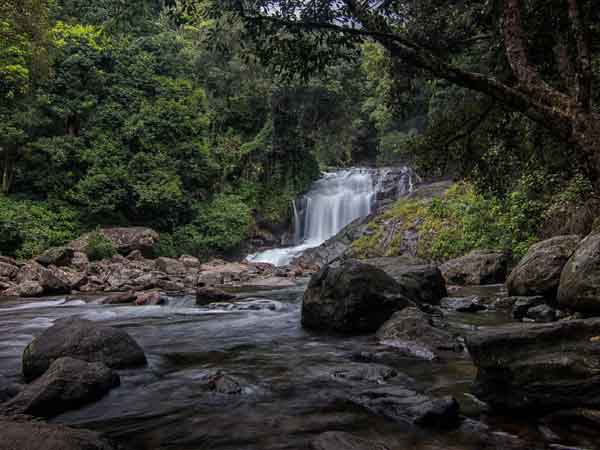 Mannavan shola